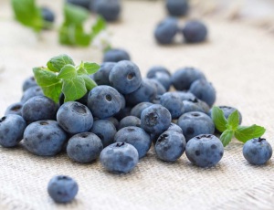 100% Natural Good Taste Freeze Dried Blueberry Powder